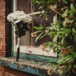 White roses on old brick window ledge