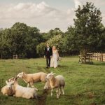 Bride and groom walking in field with sheep.