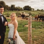 Bride and groom with llamas in background.