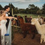 Bride and groom with alpacas at farm wedding.