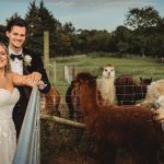 Wedding couple with alpacas in countryside background.