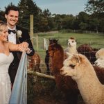 Wedding couple with alpacas in countryside setting.