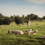 Bride and groom walking in a field with sheep.