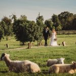 Bride and groom walking in countryside with sheep