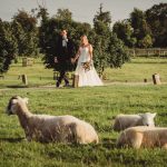 Bride and groom walking in a field with sheep.