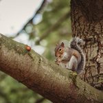 Squirrel eating nut on tree branch.