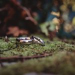 Close-up of wedding rings on mossy surface.