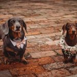 Dachshunds dressed for a wedding on cobblestone path.