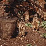 Two meerkats standing on alert by wooden logs.